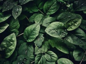 Spiritueux 2021 : une histoire de plantes