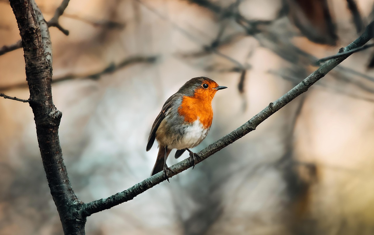 Un pettirosso che si nutre nel giardino innevato, circondato da piante invernali.