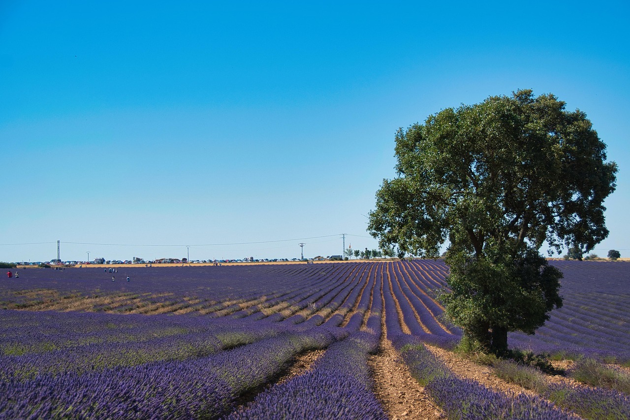 Villaggio incantato tra campi di lavanda in Provenza, un paesaggio magico e suggestivo.