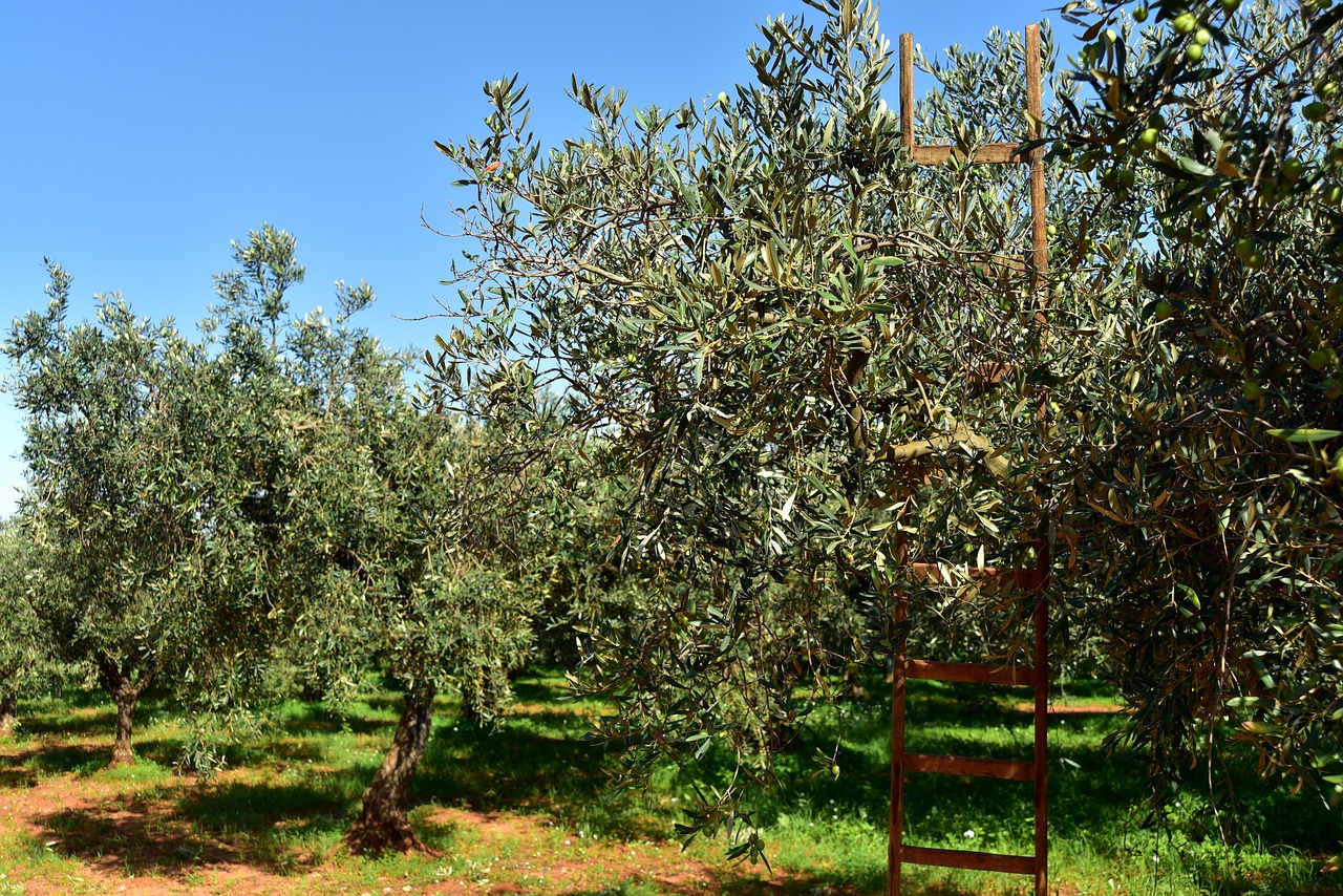 Oliviero carico di olive mature, con un cielo azzurro sullo sfondo e attrezzi da giardinaggio a lato.